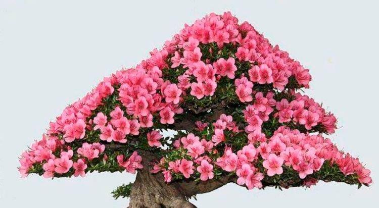 “4种花”有钱人都偷着养，家里财运亨通，旺运一整年