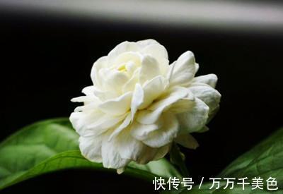 知识|茉莉基本的养护知识你知道多少,也难怪你养不好茉莉