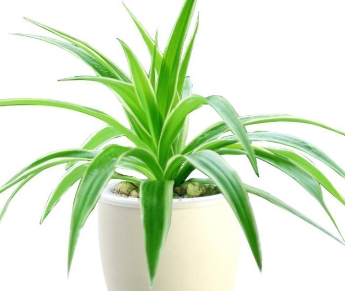 金边吊兰|这4种花天生就是“穷命”，住不了大花盆，喝不了太多水，很好养