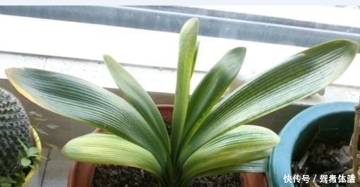 叶子|养君子兰看“叶子”,水多水少有信号,养起来方便多了!