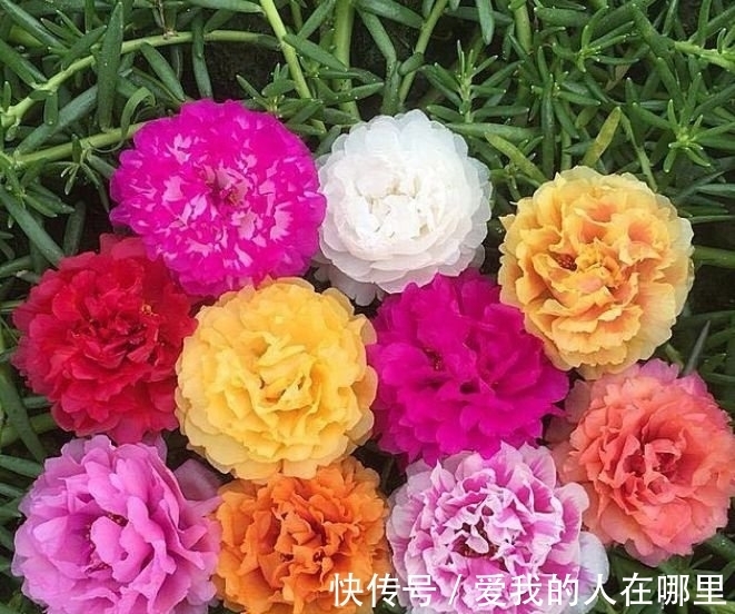 太阳花|4种花是花中劳模,一年四季开花不断,一盆千百朵,枝头花苞满