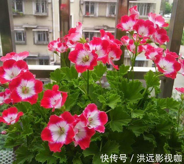 “对付”天竺葵有绝招，赶紧学会，枝枝挂花苞长疯了