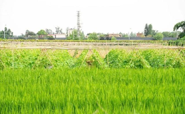 禾田|禾田摇曳、水果飘香……贤鲁岛周边新玩法，绝佳骑行路线来了