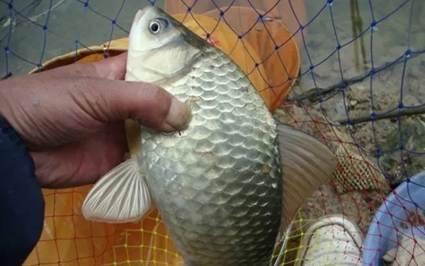 钓友|晚秋钓鱼,这“调钓秘诀”才最关键,现在用它准没错