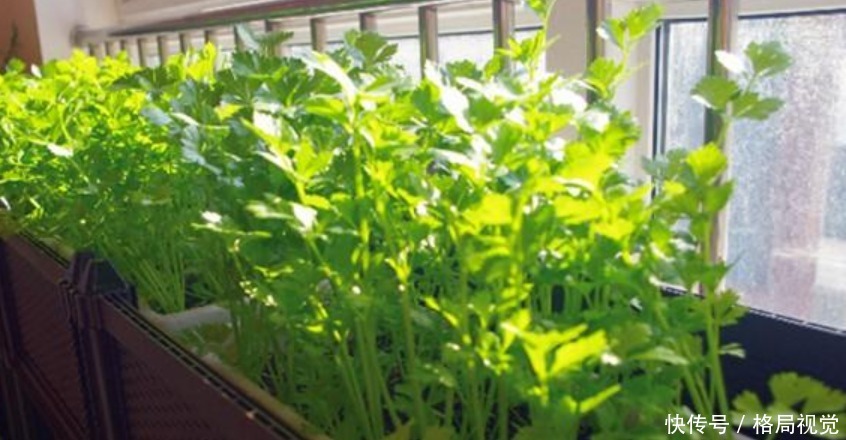 种菜|“4种菜”养阳台,好养又实用,一盆能吃多年,不用出门买!