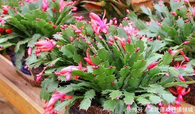 蟹爪兰有个“小开关”,打开后,开花大又多,轻松爆满盆!