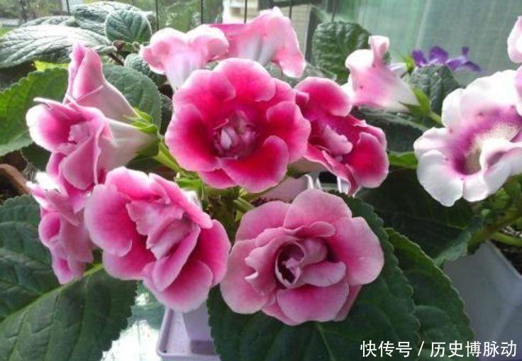 美艳|几款花全年开花不停,花色鲜艳夺目,花朵美艳迷人