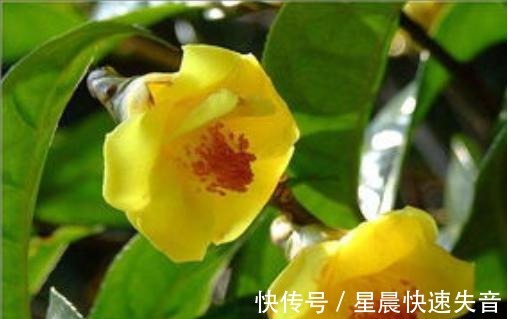 黄金|金茶花被誉为“植物黄金”,金黄花瓣,营养丰富,观赏性极高!