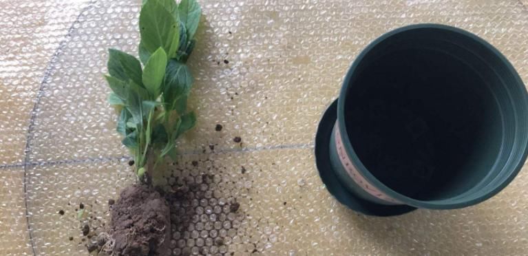 丢掉这些“废弃物”，养花损失可就大了