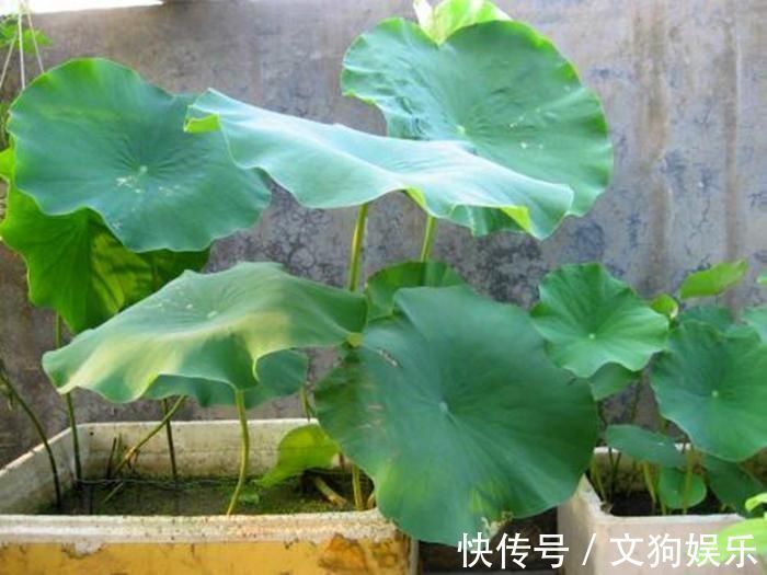 养殖|总用泡沫箱养花种菜，好不好听听过来人怎么说