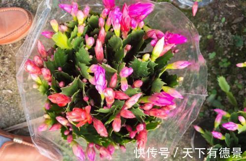 秋凉|蟹爪兰度夏如渡劫,日常盆栽做好此3点,秋凉才能呼呼窜花苞