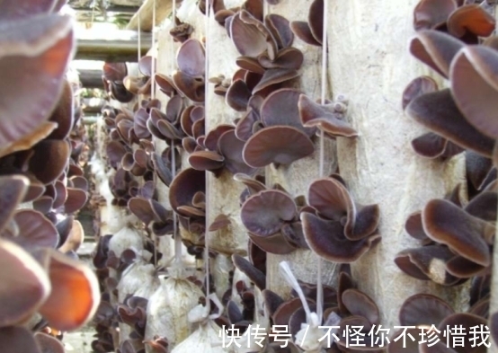 胆固醇|38岁男子吃素半年血脂变稳,医生:3物是血脂“刷脂王”,可多吃