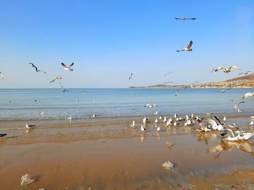 生命|想去海边看海鸥？冬天来威海金海滩，一群一群海鸥好玩又好看