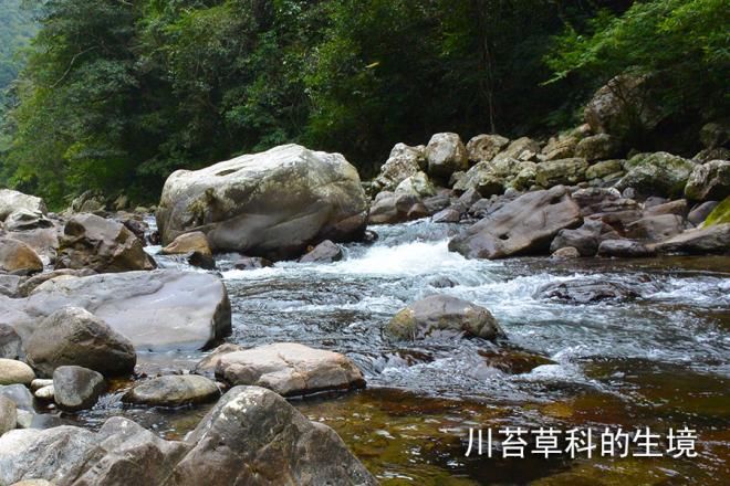  生长|这草好强，卵石上扎根，湍流中生长