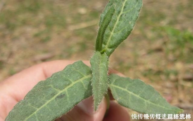 農(nóng)村的這個“酸不溜”野菜,想想都要流酸水,再酸,春季也要吃