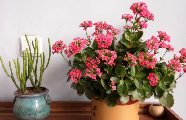 别再烦恼养花养不好了,用这3款“营养水”,叶绿开花多长得旺