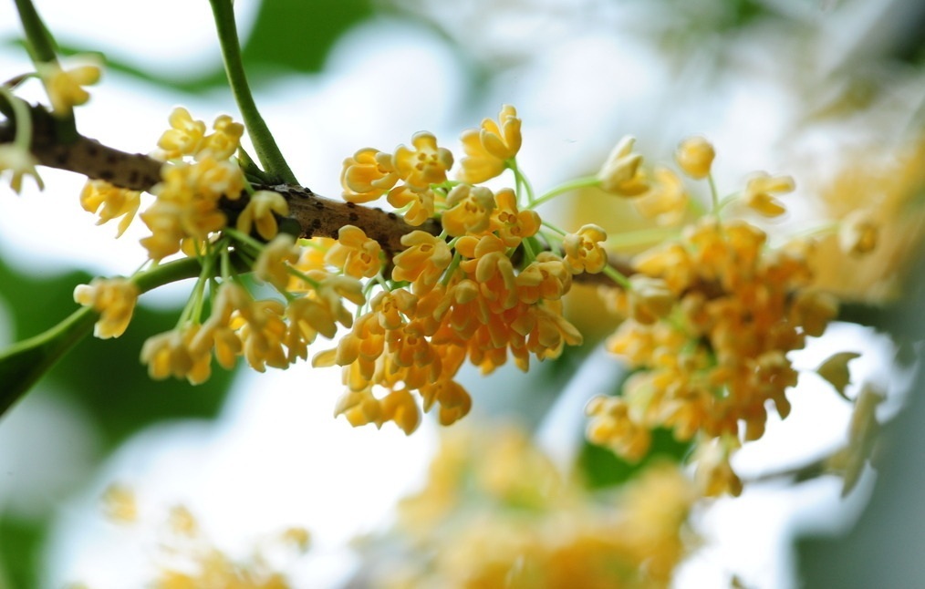 此花是我国的传统名花，以香气所闻名，在我国有着很重要的地位