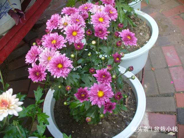 给点土就能活的“5种花”，适合新手花友养，您养过吗