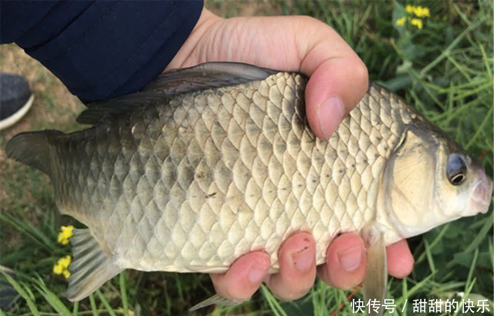 晚春钓鲫鱼的“非常规”方法,用七星漂钓浮,只在这阶段才好使!
