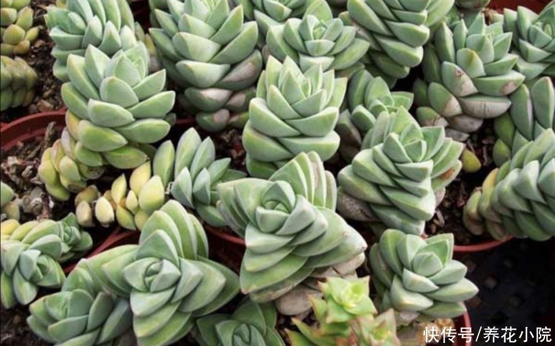 夏天|夏天多肉烂根？主要由三大原因造成，及时调整养护方法