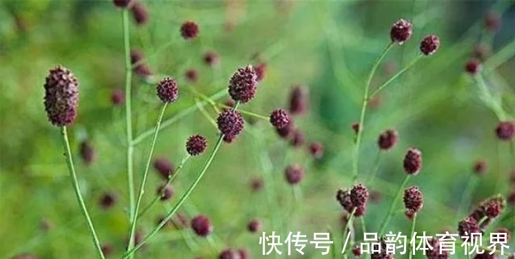 农民|这草能长半人高，是极品中药，但农民不识货，常当野草除掉！