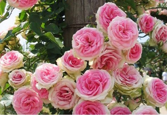 此款盆栽花卉,漂亮似牡丹,四季开花不断,养殖容易,你值得拥有