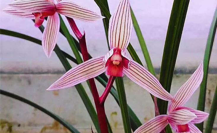 养兰花要学会巧用磷酸二氢钾，省事又好养，花朵鲜艳又多姿