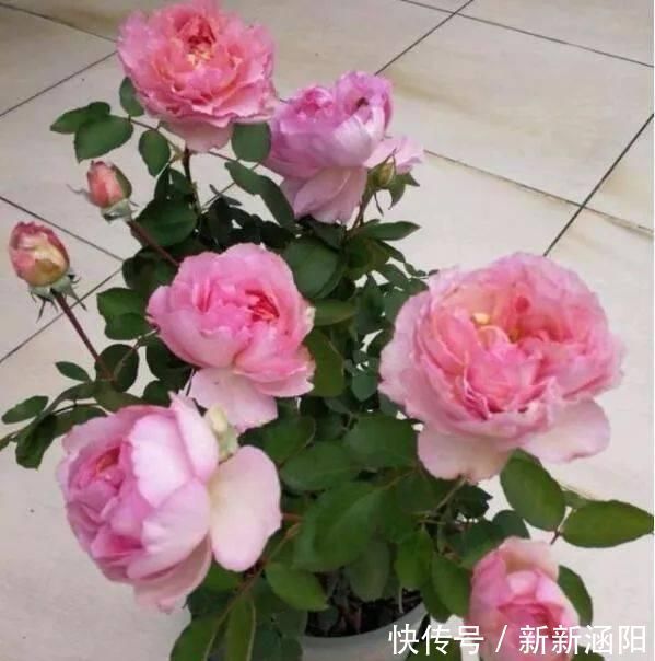 此花,比玫瑰漂亮,比桂花还香,一年能开200天,比兰花强多了