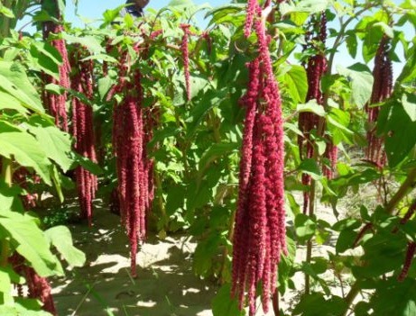 天仙米|立秋后,老人常吃此野菜,能降糖、降脂、降压,效果显著