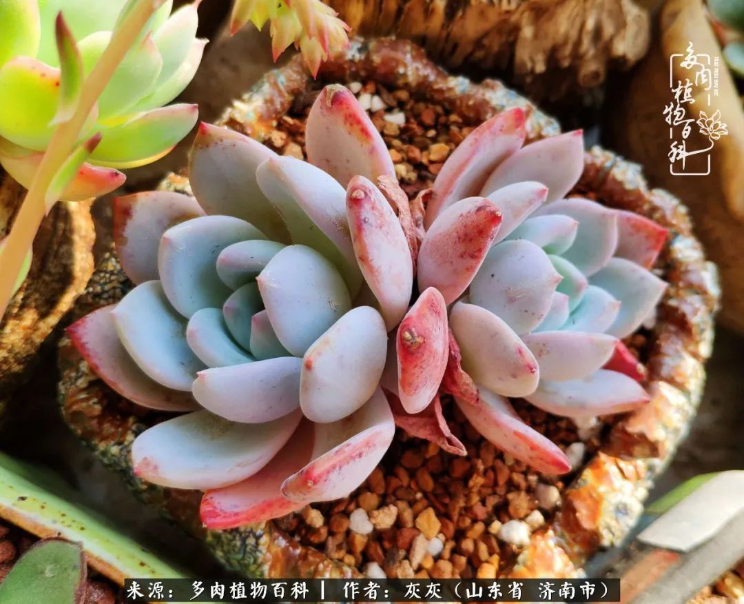 多肉植物|养多肉四年，铁打的盆盆流水的肉，无需多问，问就是喜欢！