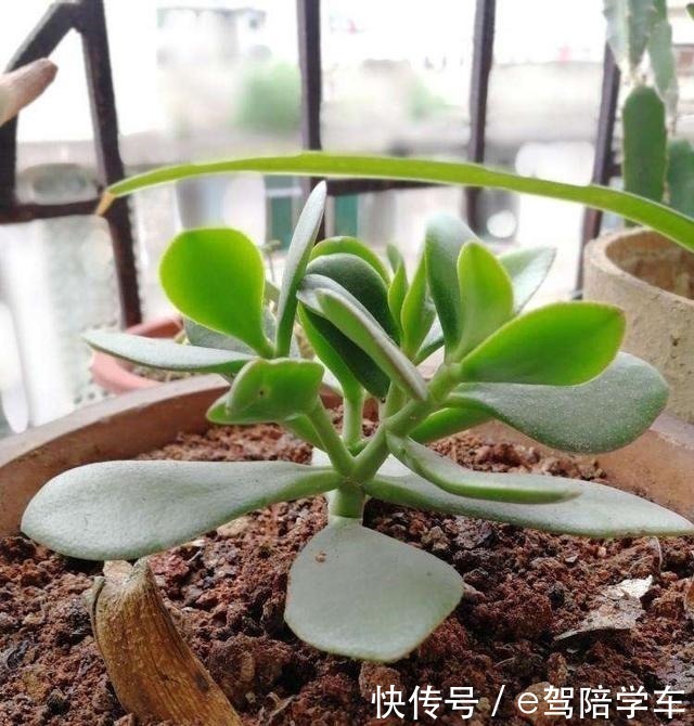 叶片|掐了一个叶片丢盆里,一年长满了花盆,连续七八年都开花!