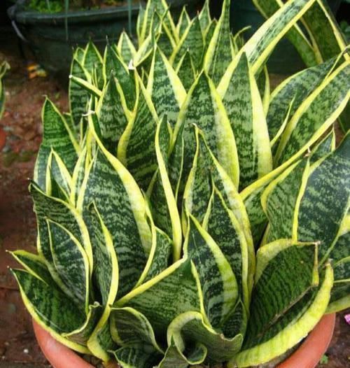 花园|夏天8种花不用买,掐个叶子就能插活,让你的阳台变花园