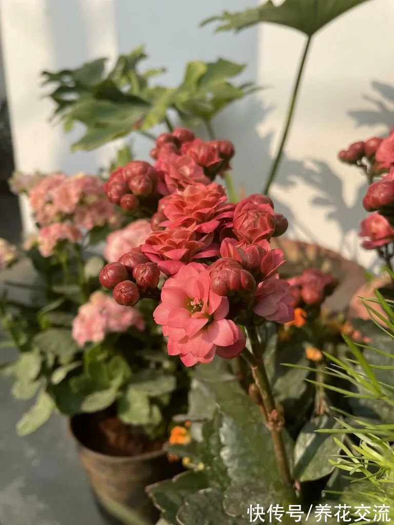 你的长寿花还没开花？可能是夜晚没给它提供黑暗的环境