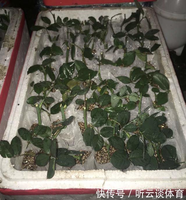 扦插月季不生根?用这捂一捂,过几天“冒白根”,变成月季大户