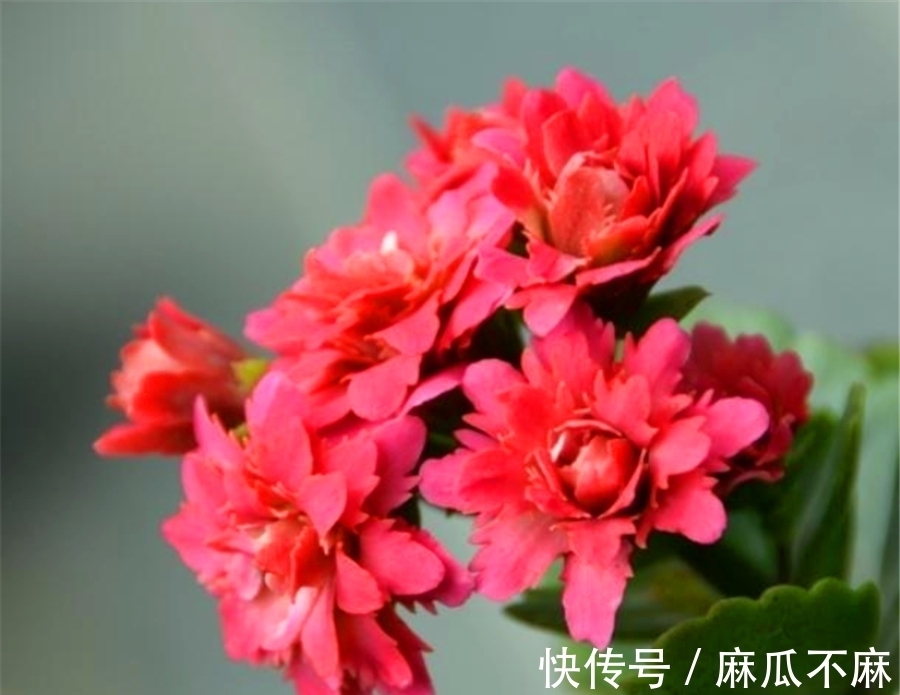 长寿花养护有“4大误区”,难怪只长叶子不开花,学会了花开爆盆