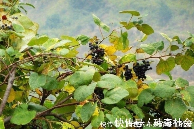 葡萄酒|田野间的这种野果子,农民都将它当宝贝一样,你们有没有吃过