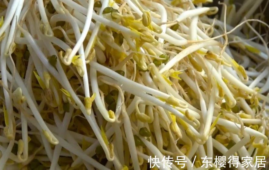 豆芽|家庭自制绿豆芽，教你5个小秘诀，豆芽4天就能吃，安全卫生又营养