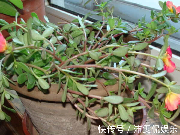 马齿|百岁老人从来不吃以下4种食物,会影响身体健康,早点知