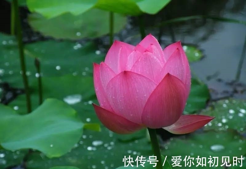 湘帘|卷湘帘、浓绿入灵眸,偏有一红倚叠翠,香淡淡、韵悠悠