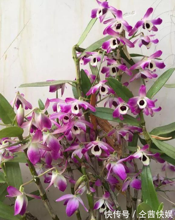 棕榈皮|门前石头上长了一丛草,朋友出1000元来买,开起花来真漂亮!