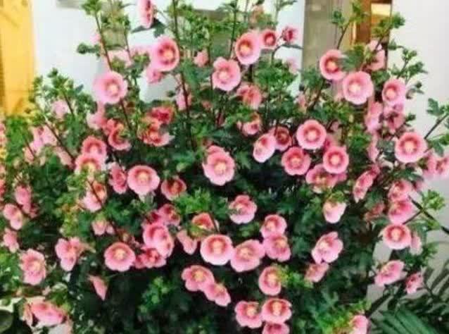 4种花,养在卧室,释放氧气,改善睡眠,多养几盆准没错!