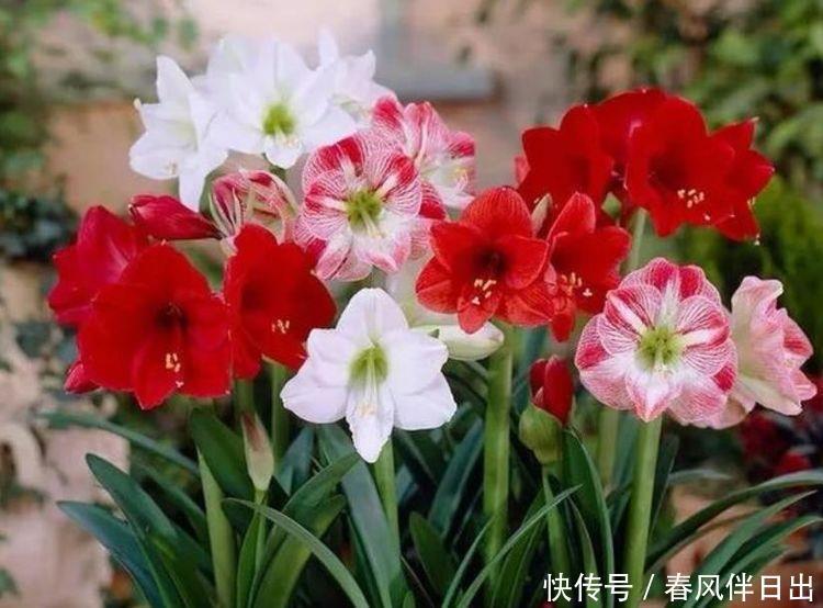 5种花养家里，好养又漂亮，开花多花期长，价格便宜不心疼