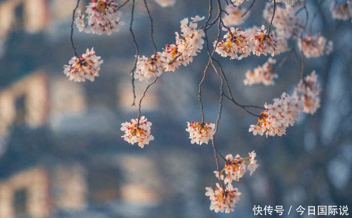 爆棚|“那些无关风月却仙气爆棚的短句”