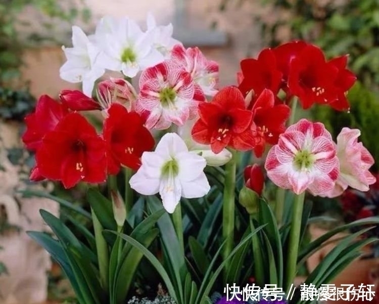 养花就养4种花，好养易活不招虫，养在哪里都爆盆，好运到来