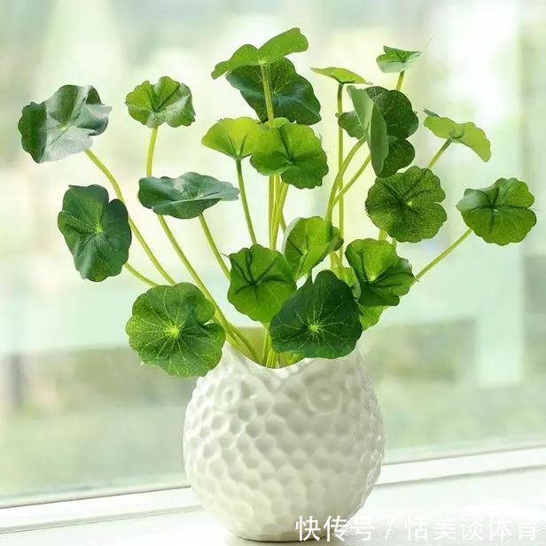 养花小技巧:2种植物堪称入侵草,记得别乱扔,轻松长成一大片