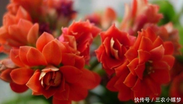 圣诞伽蓝菜|长寿花就该这样养, 阳台变成了烂漫“花海”!