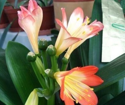 没人要的小东西，却是养花“万能肥”，撒一点在盆里，营养还透气