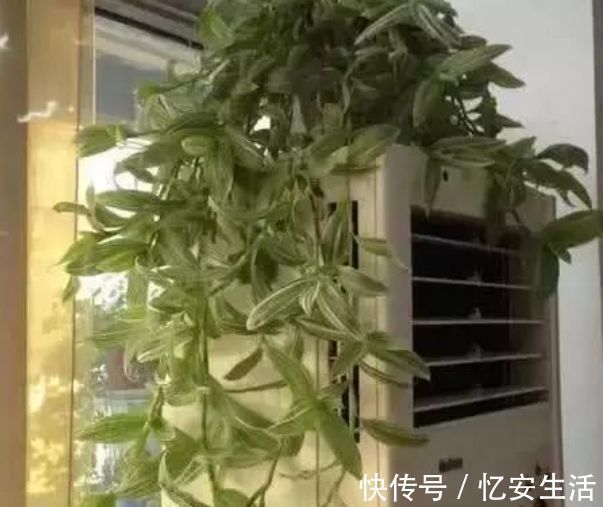 家中“5个”位置不能养花，要么黄叶又烂根，快搬走，才能长得旺