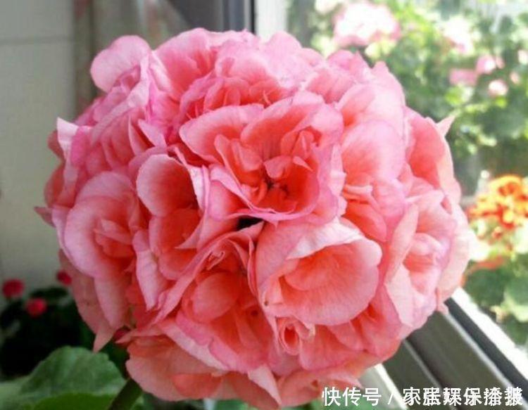 长寿花|适合阳台养的4种花，花美色艳，一言不合就爆盆，你一定喜欢