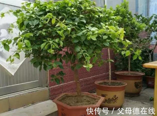 三角梅只长叶子不开花?秋天四不做,花朵多到看不见叶子